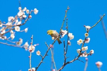 White Eye Bird on Plum Tree
