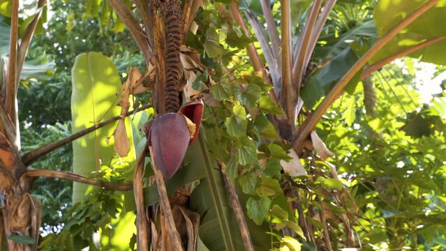 Exotic red cone shaped fruit hanging on palm tree in Zanzibar jungle.