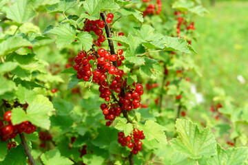 Red currant berries on a shrub branch. Summer season fruits on sunlight