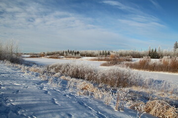 Fototapeta na wymiar January In The Wetlands, Pylypow Wetlands, Edmonton, Alberta