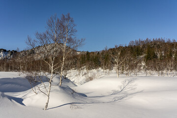 雪に覆われた田ノ原湿原と白樺の森