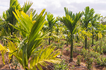 Betel nut plantation in India.