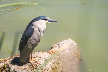 Black-crowned night heron (Nycticorax nycticorax) stands on a stone in a lake. 