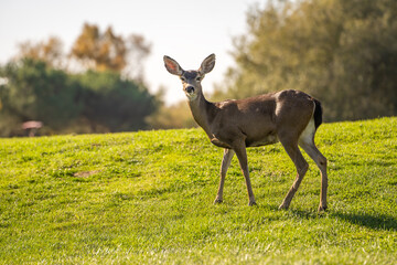 California Mule Deer (Odocoileus hemionus californicus) standing on a golf course. 