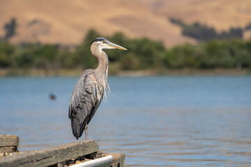 Obraz premium Great blue heron (Ardea cinerea) is standing on a pier.