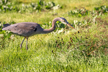 Great Blue Heron (Ardea herodias) hunting for gopher in a meadow. 