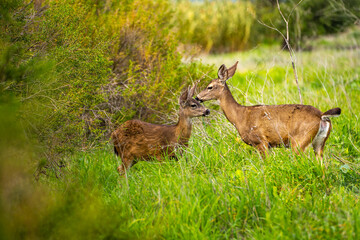 Naklejka na ściany i meble A mother deer and her fawn in the meadow. Two California Mule Deer (Odocoileus hemionus californicus) graze in the meadow.
