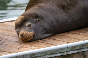 Close-up of a sea lion. Sea lion resting on the pier.