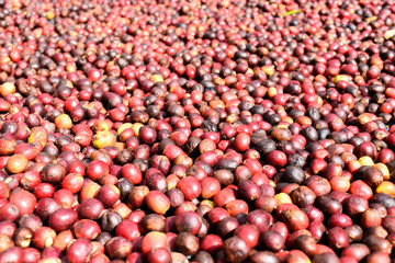 Raw coffee beans dried under the sun. Top view of raw coffee fruits.