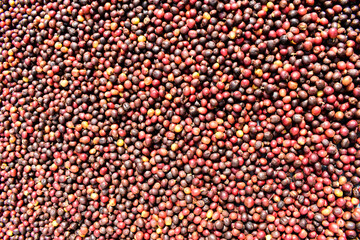 Raw coffee beans dried under the sun. Top view of raw coffee fruits.