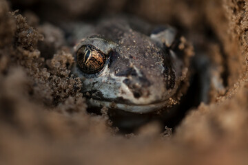 padefoot, garlic toad, Pelobates fuscus