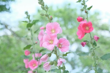 pink hollyhock in full blooming