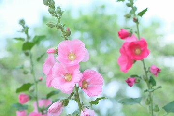 Fototapeta na wymiar pink hollyhock in full blooming