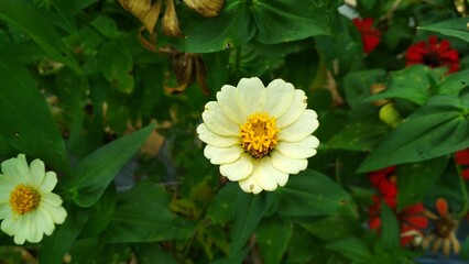 Beautiful white zinnia flowers which are flowers in the form of small shrubs and shrubs that come from Mexico, Central America, and South America. This flower has a flower that is very thin and stiff 