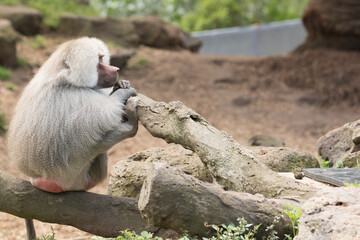 A Hamadryas Baboon (Papio hamadryas).