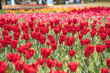 チューリップ畑