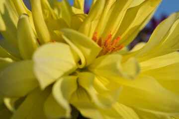 Pistils in a yellow flower, close up photo made outside