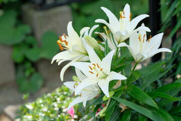  white lily in full blooming