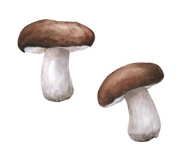 Watercolor illustration of mushrooms isolated