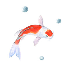 Watercolor illustration of fish koi on white background