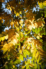 fall leaves of a tree illuminated by the rays of the sun