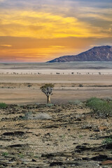 A quiver see in the savannah in Namibia, African landscape
