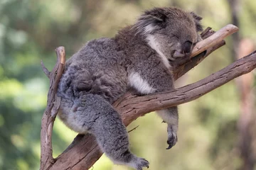 Fotobehang A rescued australian koala (Phascularctos cinereous). © Grantat