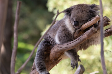 A rescued australian koala (Phascularctos cinereous).