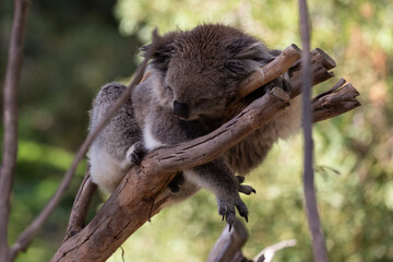 A rescued australian koala (Phascularctos cinereous).