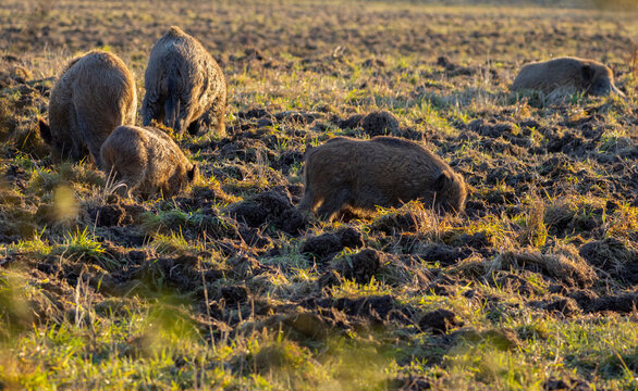 Wild boar (Sus scrofa), common wild or Eurasian wild pig in nature. They are digging and They are looking for food in the meadow