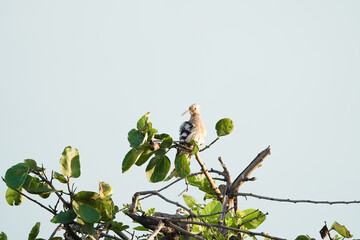 Eurasian hoopoe bird sitting on a branch of tree with sky background, The Eurasian hoopoe (Upupa...