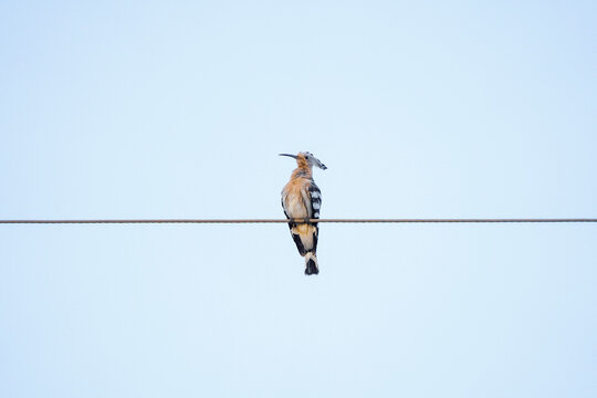 Eurasian hoopoe bird sitting on an electric cable wire with sky background, The Eurasian hoopoe (Upupa epops) is the most widespread species of the genus Upupa bird photography