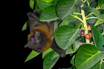 fruit bat, any of numerous tropical bat species belonging either to the Old World fruit bats family Pteropodidae