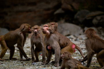 Fototapeta premium mother and baby