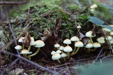 clearing of mushrooms grow near a tree close-up, spring forest landscape with mushrooms there is a place for an inscription