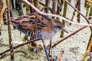 Baillon's Crake in Victoria, Australia
