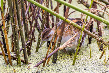Baillon's Crake in Victoria, Australia