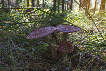 mushrooms in the forest close-up there is a place for an inscription