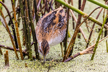 Baillon's Crake in Victoria, Australia