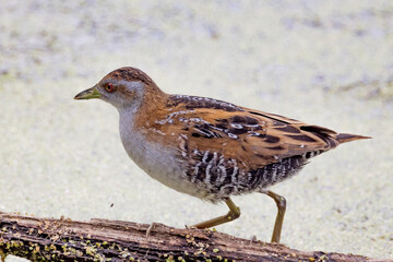 Baillon's Crake in Victoria, Australia