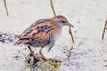 Baillon's Crake in Victoria, Australia