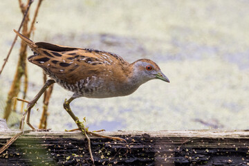Baillon's Crake in Victoria, Australia