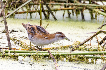 Baillon's Crake in Victoria, Australia