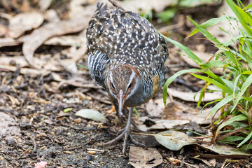 Buff-banded Rail in Victoria, Australia