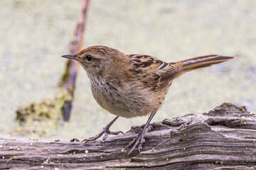 Little Grassbird in Victoria, Australia