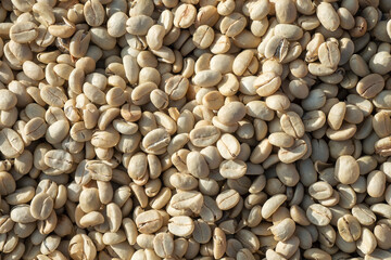 Coffee beans before roasting