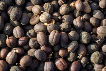 dried robusta coffee beans were poured from the basket