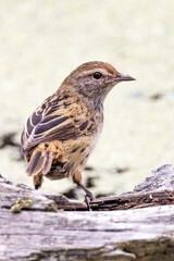 Little Grassbird in Victoria, Australia