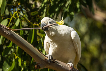 Sulphur-crested Cockatoo in Victoria, Australia