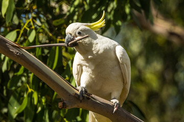 Sulphur-crested Cockatoo in Victoria, Australia